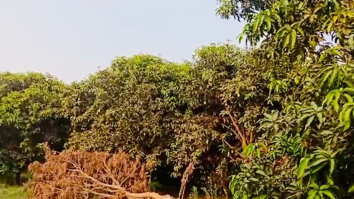 Farm walk on a 39°C day